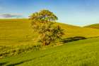 USA-Washington State-Palouse-Colfax Tree in green field with shadows Art Print